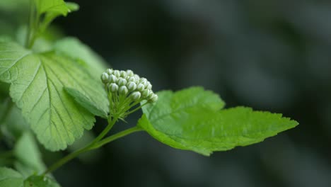 Grüner-Zweig-Mit-Kleinen-Blütenknospen-Auf-Natürlichem-Dunklem-Hintergrund