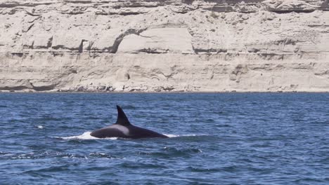 Ballena-Asesina,-Orcas-Nadando-En-El-Océano-Azul-Tropical-En-Un-Día-Soleado-En-Patagonia,-Argentina