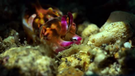new-born-juvenile-baby-Flamboyant-Cuttlefish-4k-25fps-Lembeh-Indonesia