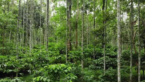 coffee-plantation-in-wayanad-kerala