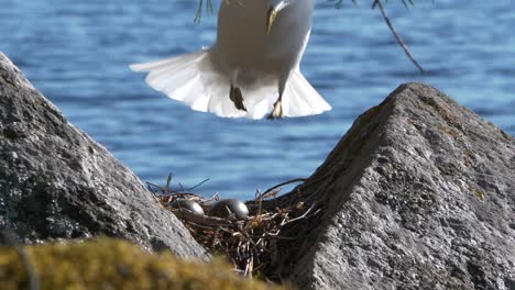 Seagull-bird-flies-and-lands-on-rock-with-nest-of-eggs,-beautiful-close-up-slow-motion