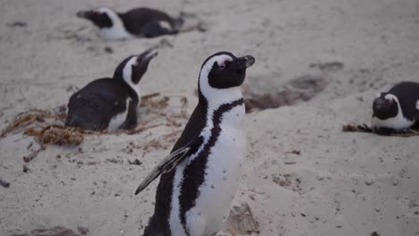 Pingüino-Agitando-Y-Batiendo-Alas-En-Cámara-Lenta-Entre-Otros-Pingüinos-En-Una-Playa-En-Sudáfrica