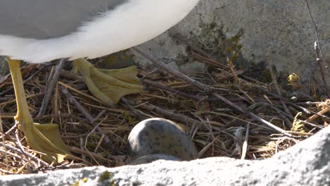Common-gull-lands-and-very-gently-sits-on-her-eggs-on-a-nest