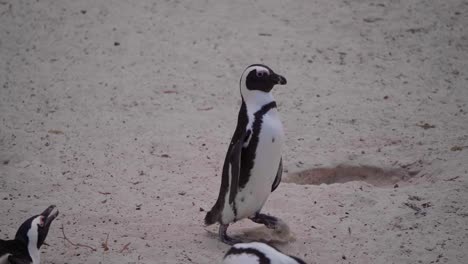 Pinguin,-Der-Im-Sommer-In-Südafrika-In-Zeitlupe-Am-Strand-Durch-Eine-Pinguinkolonie-Spaziert