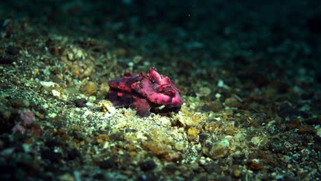 Flamboyant-Cuttlefish-Lembeh-Indonesia-4k-25fps
