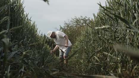 Farmer-with-scythe-in-hand-touching-wheat-in-fields-and-walking-towards-camera,-low-angle-view