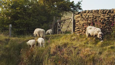 A-flock-of-sheep-graze-on-the-soft-grassy-meadows-of-the-English-countryside,-Derbyshire
