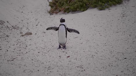 Pinguin-An-Einem-Strand,-Der-Einen-Sandigen-Hügel-Hinunter-In-Richtung-Der-Kamera-Läuft-Und-In-Zeitlupe-In-Südafrika-Mit-Den-Flügeln-Schlägt