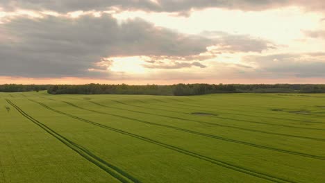 Tierras-De-Cebada-Verde-Agrícola-Letona-Aérea-En-Temporada