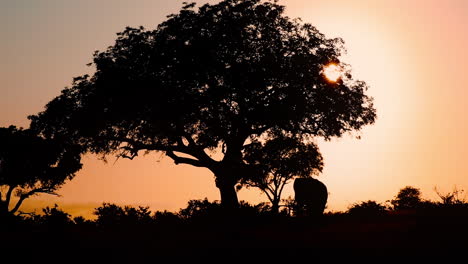 Silhouette-Of-African-Elephant-Under-The-Tree-In-Klaserie-Private-Game-Reserve-At-Sunset-in-South-Africa