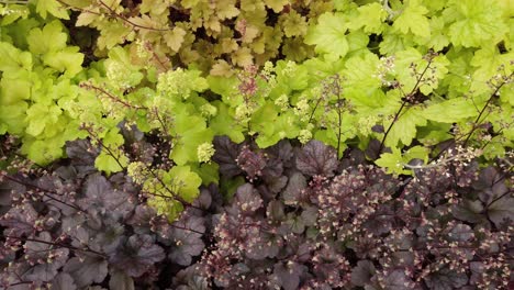 Fresh-green-and-purple-leaves-of-plants-in-garden,-top-view,-panning-shot
