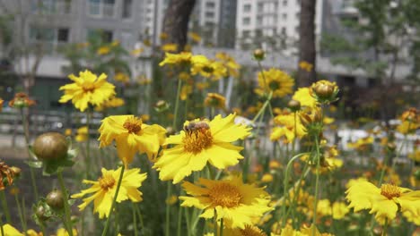 Biene,-Die-Pollen-Von-Gelben-Coreopsis-Blumen-Im-Frühsommer-In-Korea-Auf-Wohnungshintergrund-Nimmt