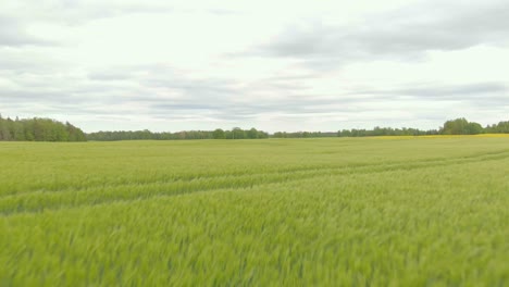 Barley-seasonal-fields-aerial-at-evening-at-Courland-Latvia
