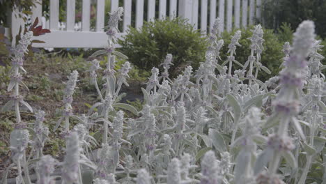 Gartenblumenbeet-Voller-Lammohrblumen,-Die-Sich-Im-Wind-Vor-Einem-Weißen-Lattenzaun-Bewegen