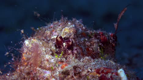 Mototi-Occellate-Octopus-Lembeh-Indonesien-4k-25fps