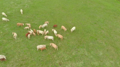 Pobres-E-Inocentes-Vacas-Pastando-En-Las-Granjas-De-Curlandia-En-Letonia
