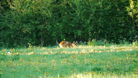 European-roe-deer-grazes-in-a-beautiful-meadow-near-a-forest