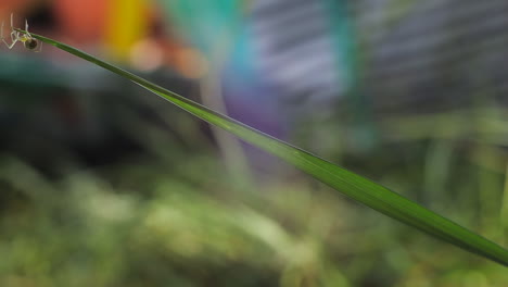 Spider-crawling-along-leaf,-sunny-day-time,-medium-shot-UK