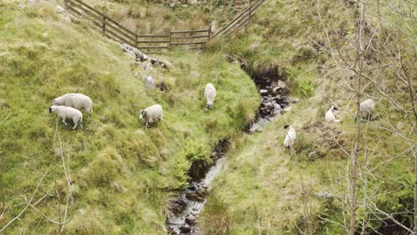 Sheep-leaps-over-small-stream-in-grassy-valley-in-the-early-Spring,-Derbyshire,-England