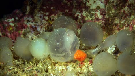 Hatching-Flamboyant-Cuttlefish-Lembeh-Strait