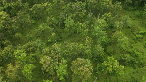 muthanga-forest-in-wayanad-kerala