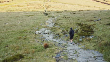 Slow-motion-clip-of-man-walking-on-a-stone-pathway-through-a-grassy-valley,-Derbyshire