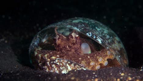 Coconut-Octopus-in-shell-plastic-cup-hiding-walking-Lembeh-Indonesia-4k-25fps