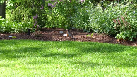 Robin-Songbird-in-Garden-and-Hopping-Away---Ontario-Canada-60fps