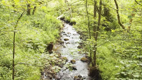 Time-lapse-of-water-flowing-down-a-small-stream-in-the-middle-of-a-forest,-Derbyshire,-UK