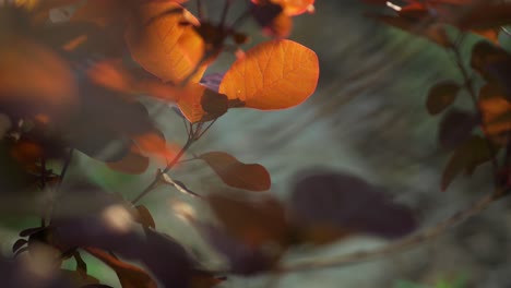 Illuminated-orange,-purple-leaves-swaying-in-the-wind,-closeup