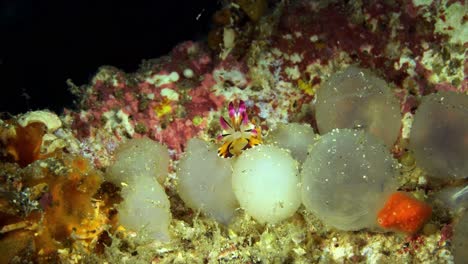 Hatching-Flamboyant-Cuttlefish-Lembeh-Strait