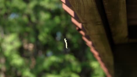 Small-Yellow-Caterpillar-Climbing-up-Silk-Line-to-Wood---Insect-Outdoors-on-Sunny-Summer-Day
