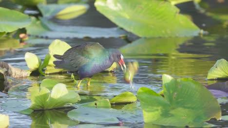 purple-gallinule-eating-and-sinking-on-lily-pad