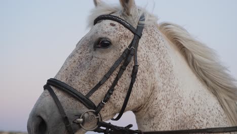Close-up-profile-shot-of-a-beautiful-white-horse-with-speckled-grey-spots-on-his-face,-wearing-a-bridle-harness