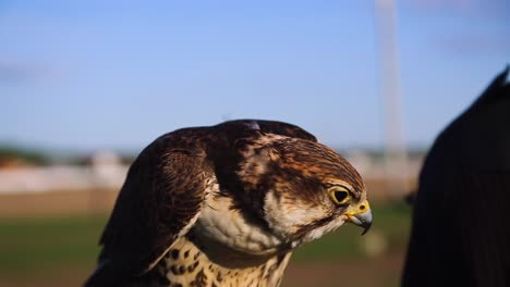Beautiful-bird-of-prey,-curiously-looking-around,-getting-pat-by-handler