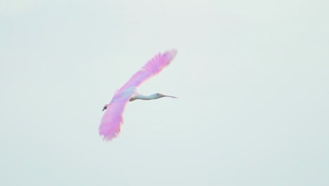 roseate-spoonbill-flying-in-slow-motion-at-everglades-swamp