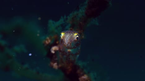 Pygmy-Squid-Lembeh-Indonesia-4k-25fps