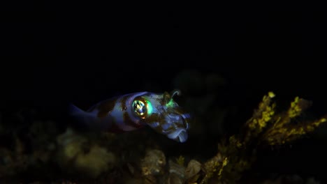 Reef-Squid-at-night-on-the-reef-Lembeh-Indonesia-4k-25fps
