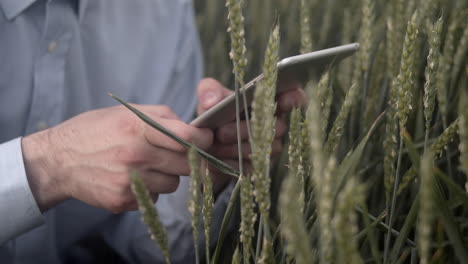 Quality-control-of-grain-from-wheat-field,-man-using-tablet,-closeup-view