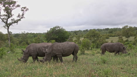 White-Rhinoceros-Graze-On-Lush-Grassy-Plains-In-Sabi-Sands-Game-Reserve,-South-Africa---Medium-Shot