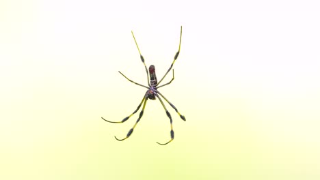 golden-silk-spider-in-web-close-up