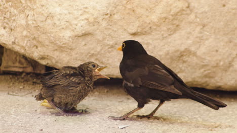 Blackbird-male-pretend-to-feed-young-fledged-bird,-full-shot,-static