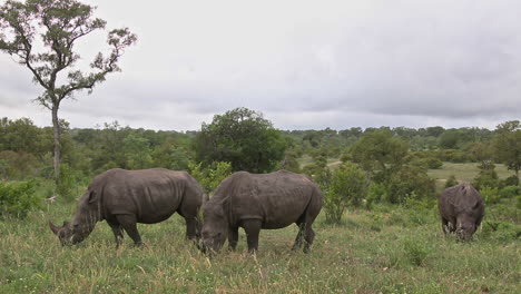 Rinocerontes-Blancos-Alimentándose-De-La-Exuberante-Hierba-Verde-De-La-Reserva-De-Caza-Sabi-Sands-En-Sudáfrica---Cerrar