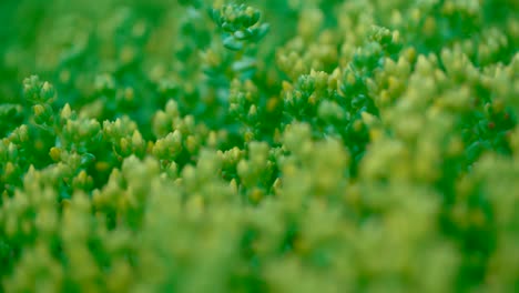 Closeu-up-of-green-plant