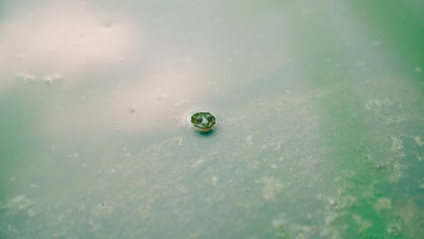 Frosch-Streckt-Den-Kopf-Auf-Einen-Mit-Moos-Bedeckten-Teich