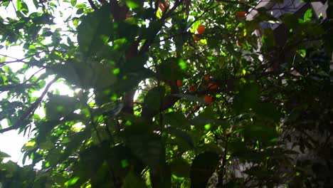 Tiefwinkelansicht-Des-Orangenbaums-Neben-Der-Haussonne,-Die-Durch-Die-Blätter-Stößt