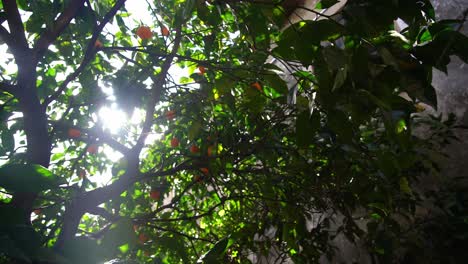 Low-Angle-View-Of-Orange-Tree-Beside-House-Sun-Poking-Through-Leaves