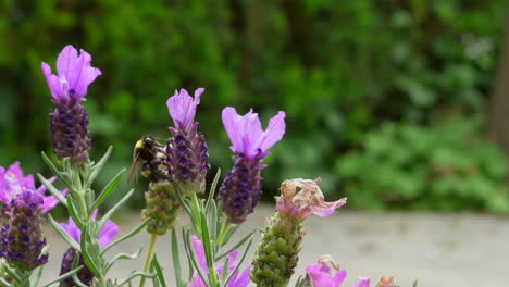 Bumblebee-collecting-nectar-from-lavender-and-flying-away