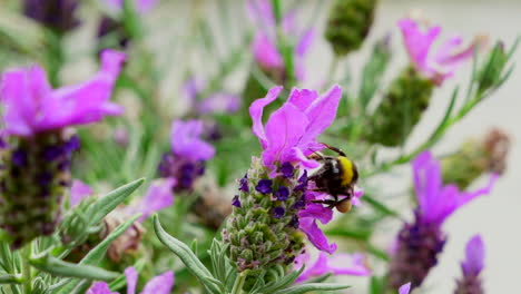 Bumblebee-collecting-nectar-from-lavender,-super-slow-motion
