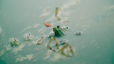 Nahaufnahme-Eines-Kleinen-Gemeinsamen-Europäischen-Grünen-Frosches,-Der-Im-Wasser-Schwimmt